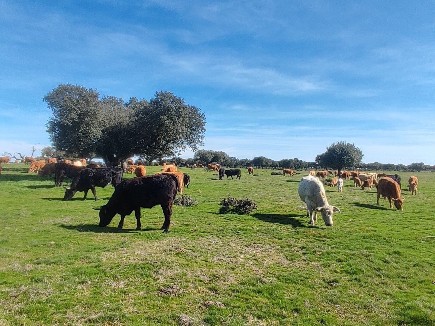 Home vacas10