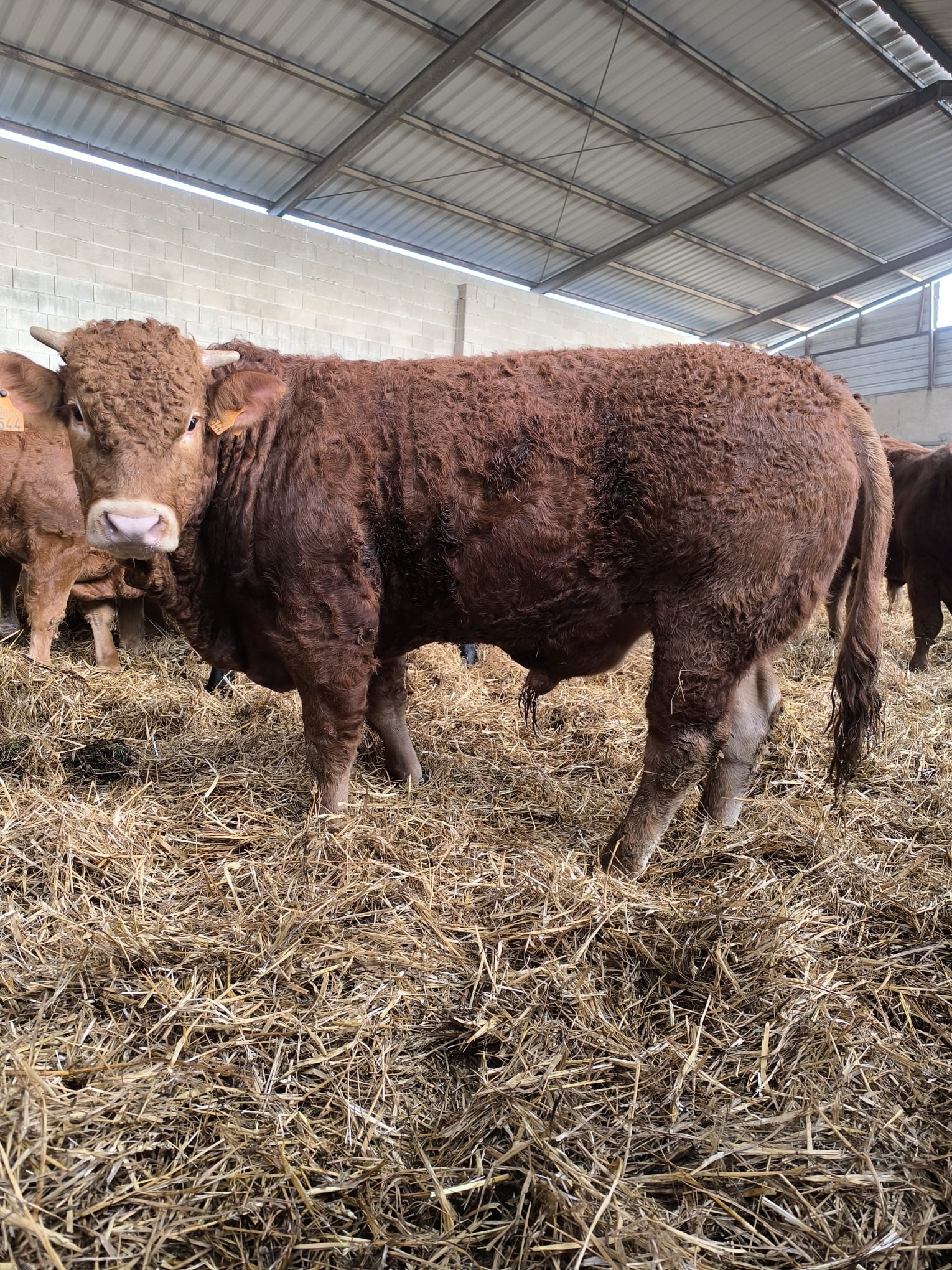 Home vacas3