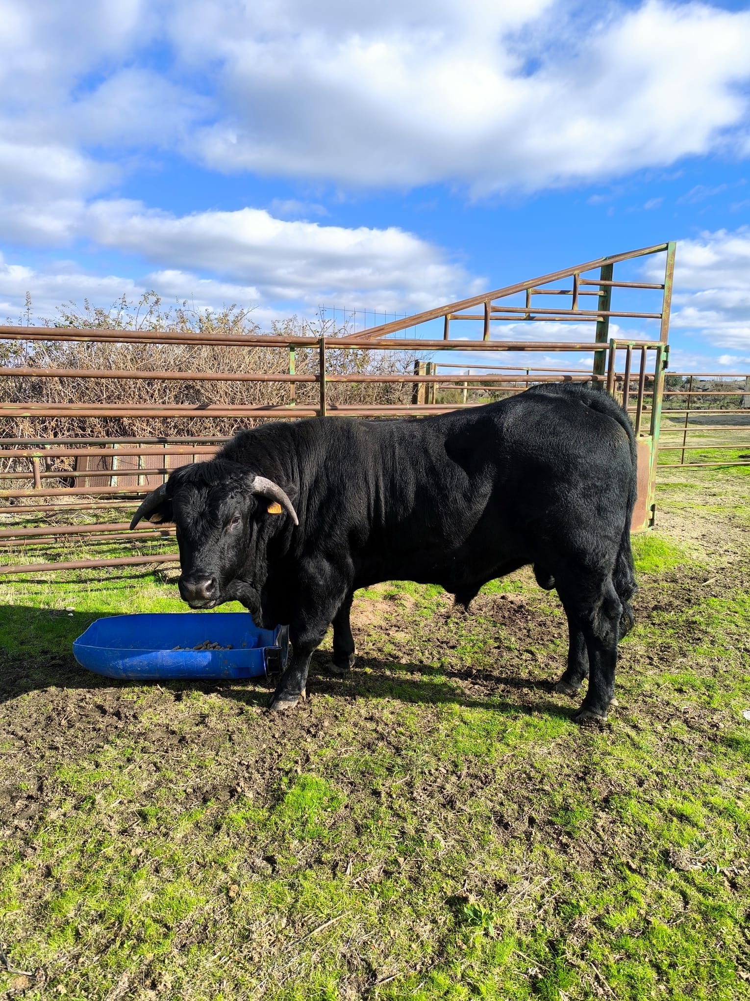 Home vacas4