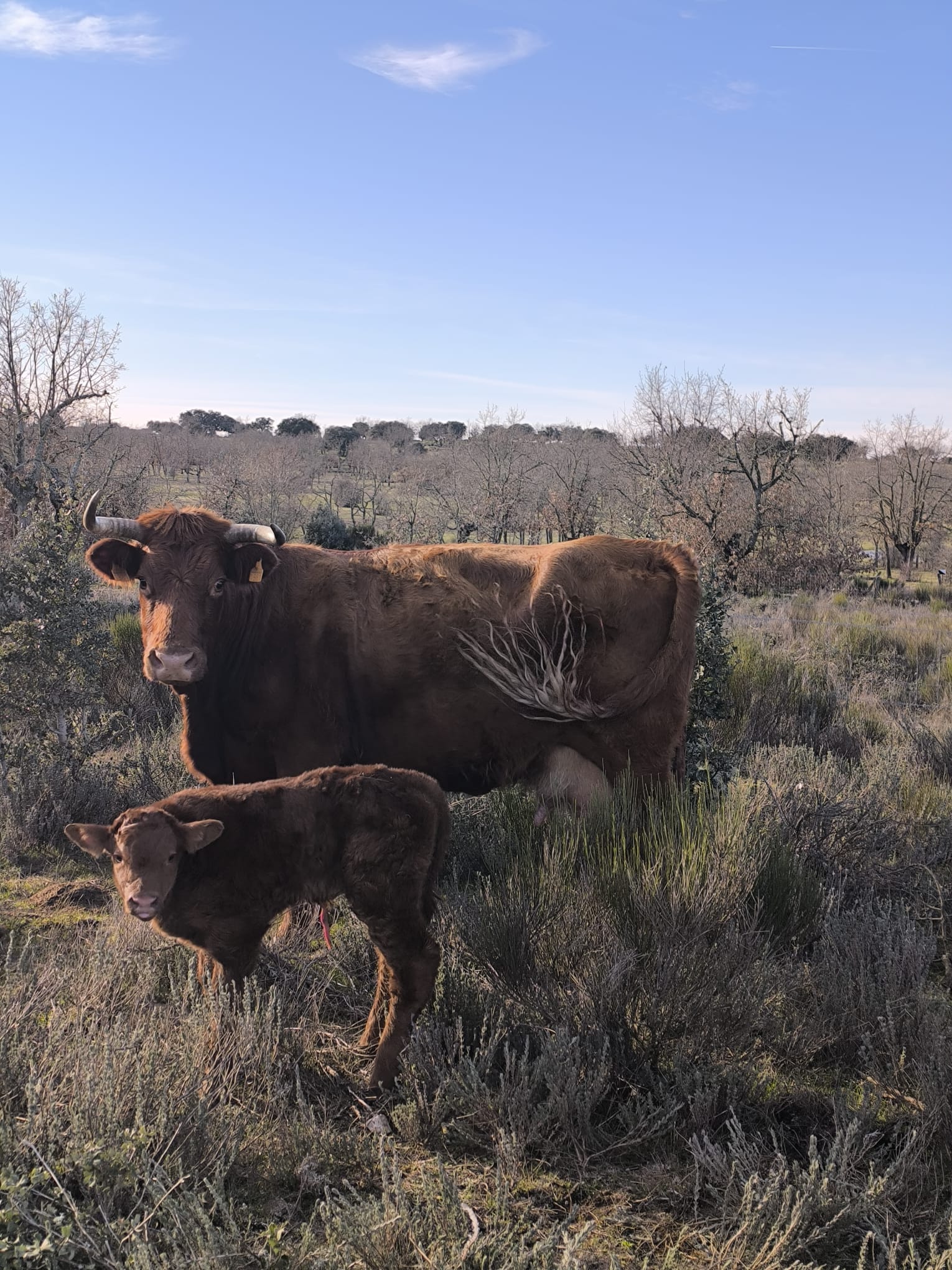 Home vacas5