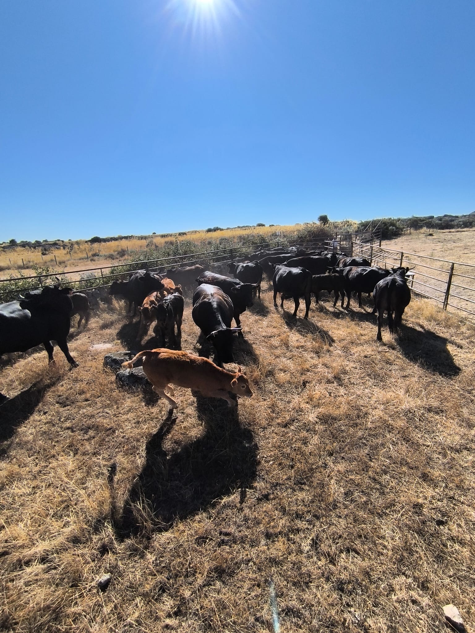 Home vacas6