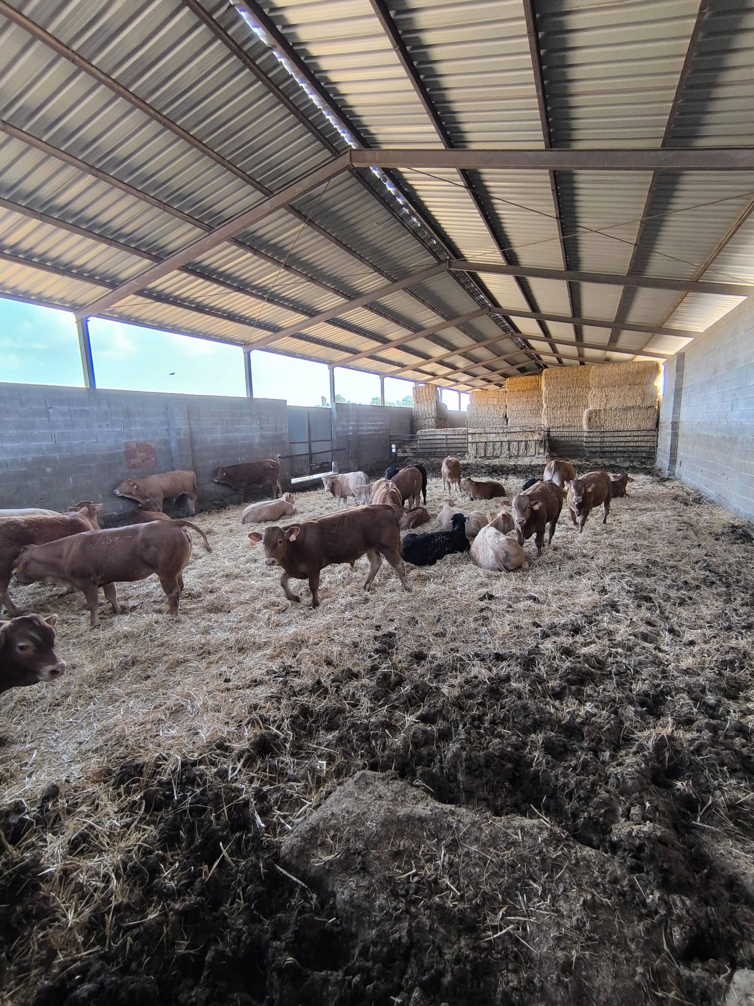 vacas7