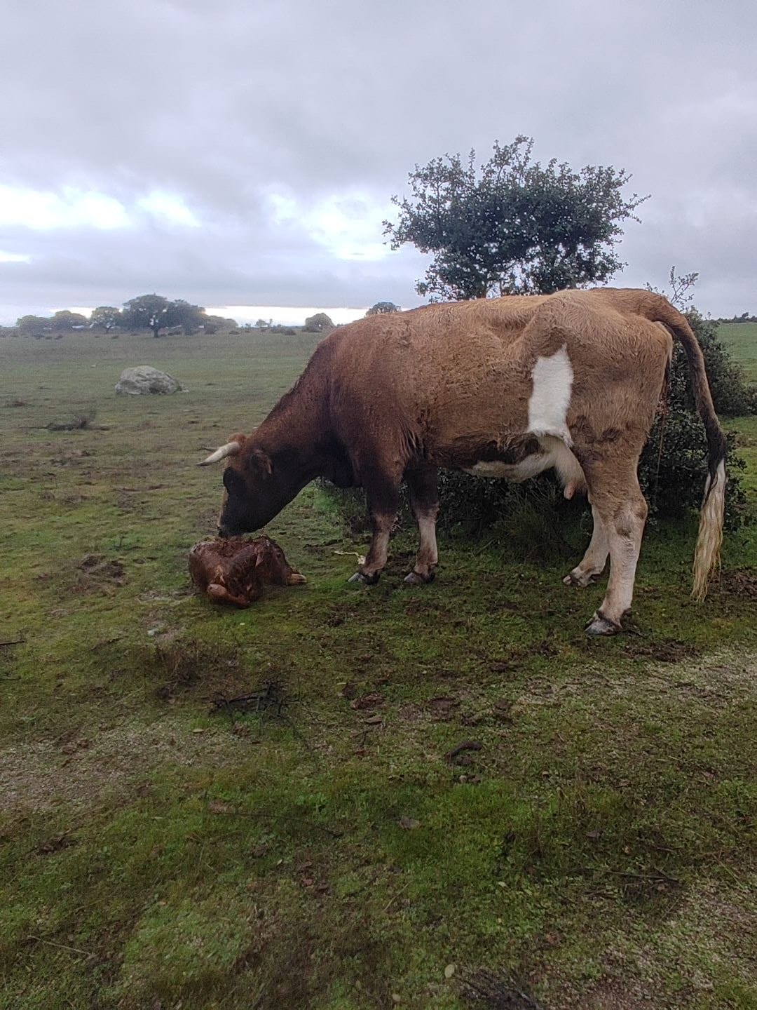 Home vacas9